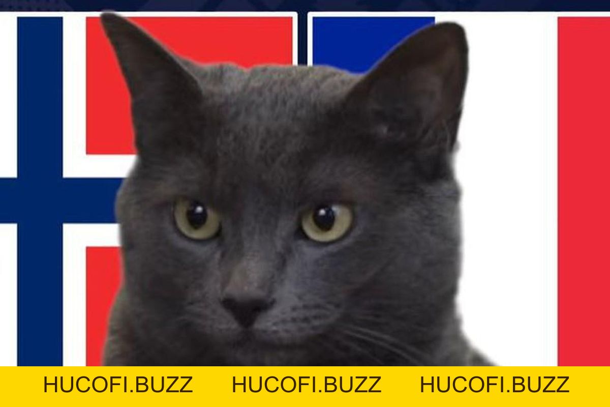 OK9 Cùng Mèo Tiên Tri Dự đoán Trận Bờ Biển Ngà Vs Na Uy - HUCOFI.BUZZ
